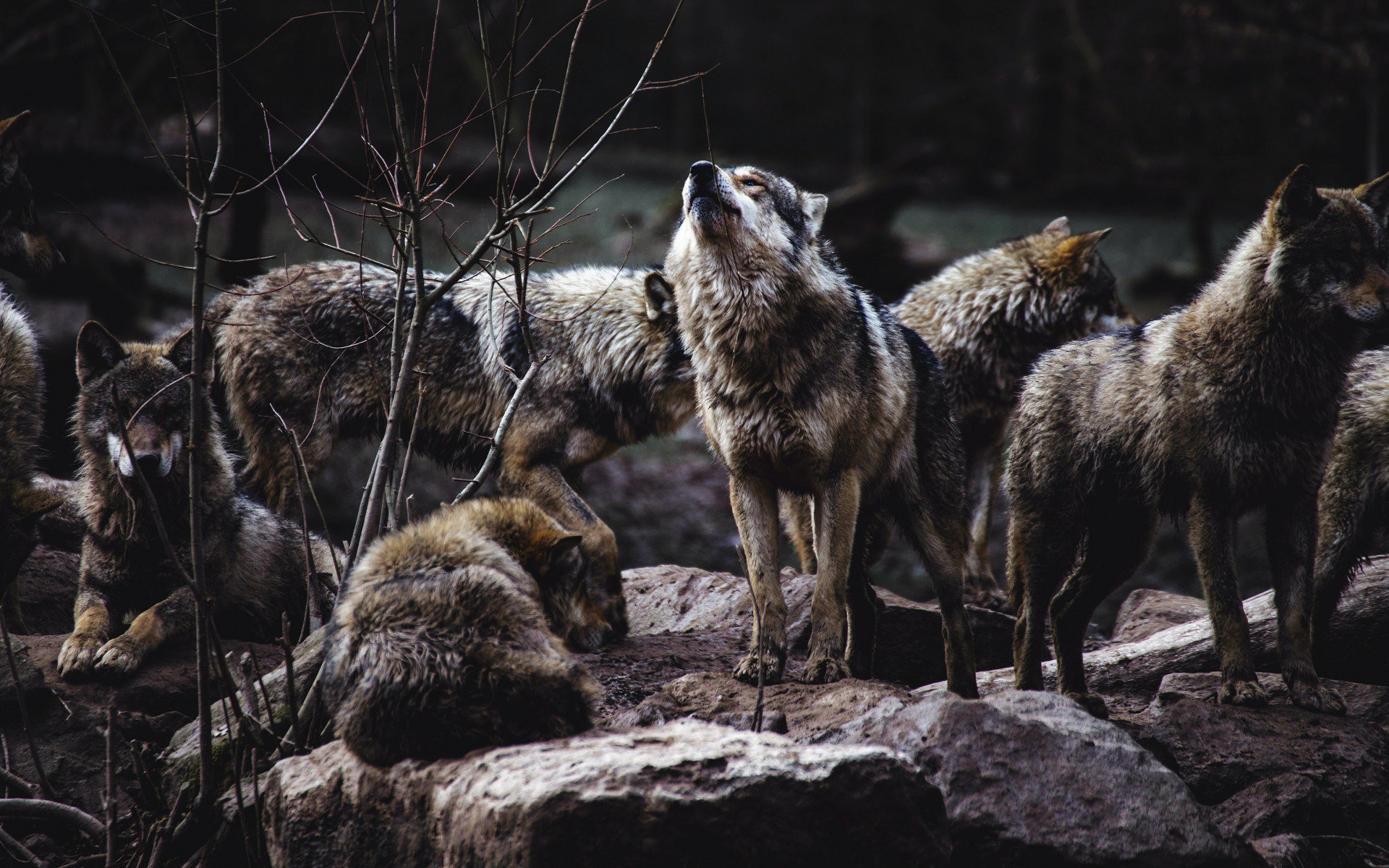 Селище на Прикарпатті тероризують голодні вовки (ВІДЕО)