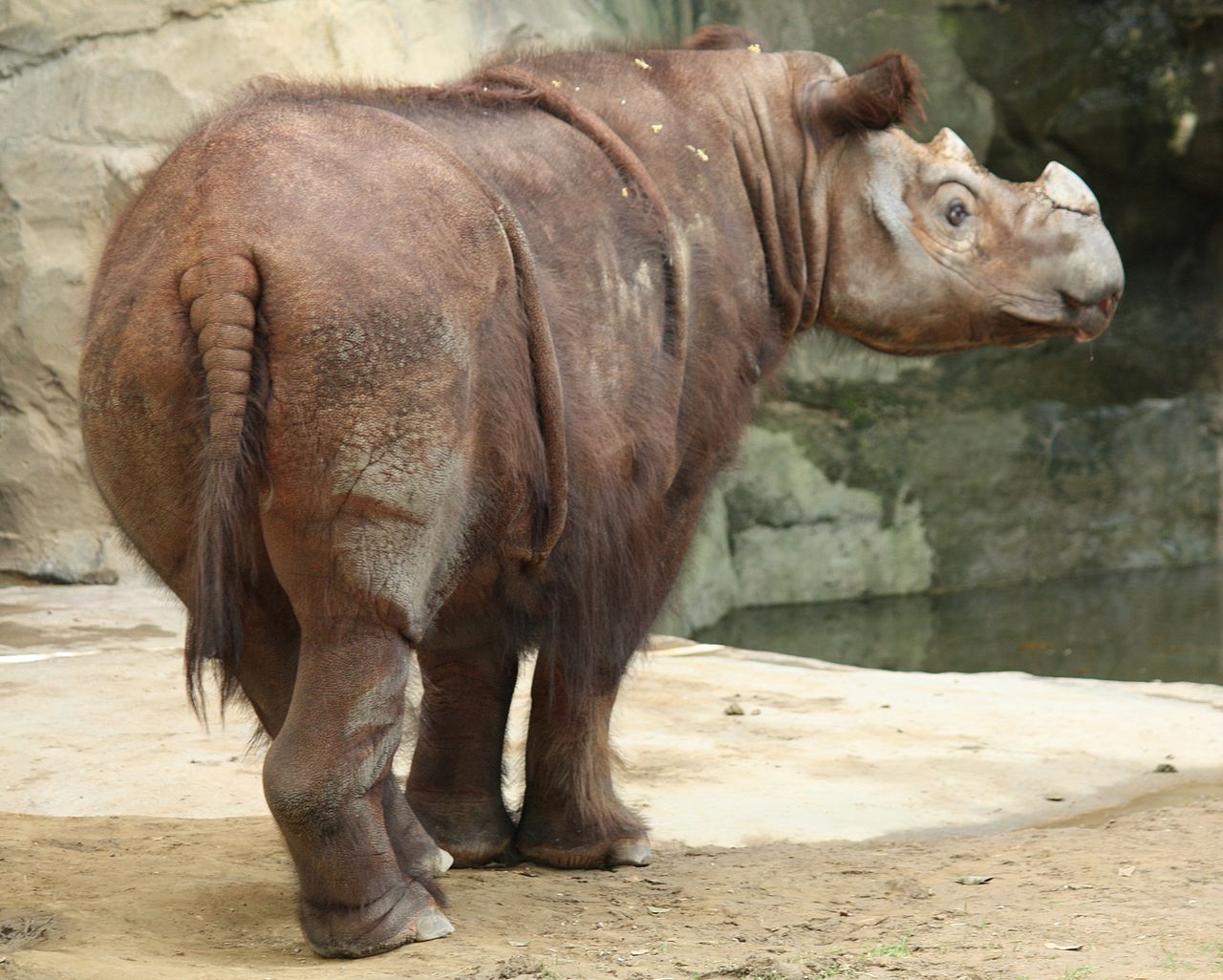 Під Одесою знайшли останки доісторичного носорога